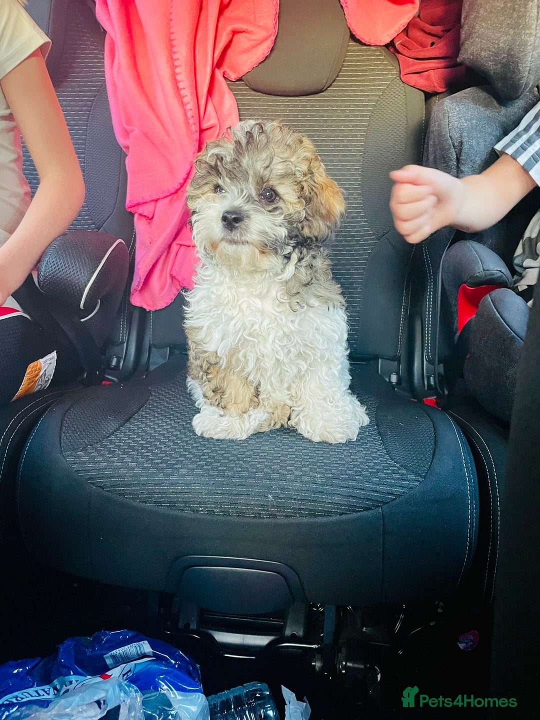 Shihpoo dogs for sale: Sad sale of our shihpoo girl lottie - Advert 1