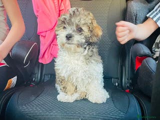 Shihpoo dogs Sad sale of our shihpoo girl lottie - Advert 1