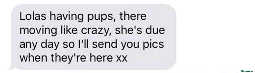 Yorkshire Terrier dogs for stud: Miniature experienced Yorkshire Terrier for STUD  - Advert 14