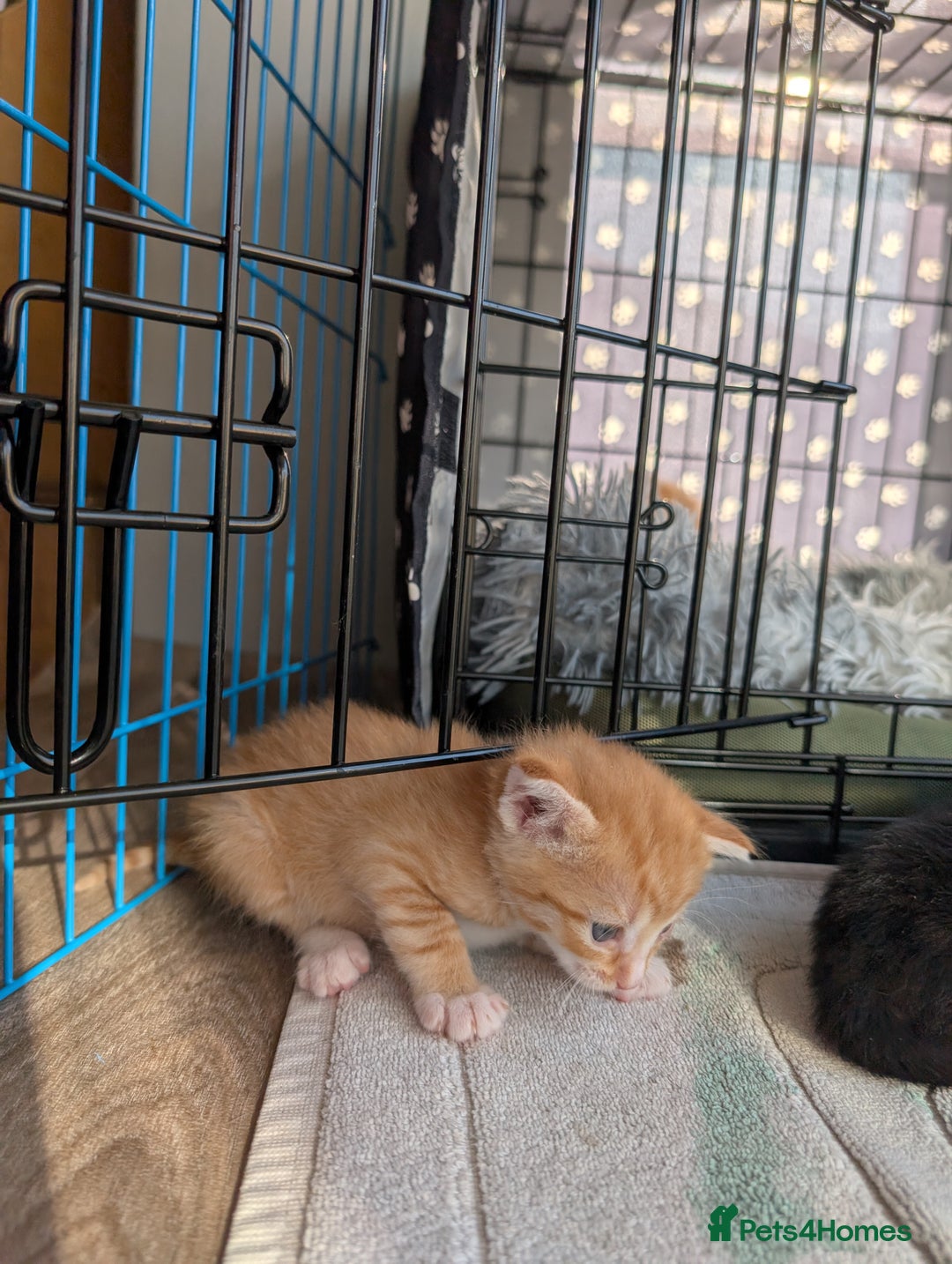 Siamese cats for sale: Siamese x breed  - Image 3