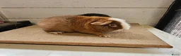 Guinea Pig rodents for sale: Teddy boars & sows  in Wotton-under-Edge - Advert 9