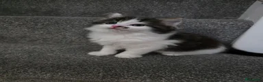 Mixed Breed Kitten 1