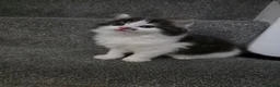 Mixed Breed cats for sale: Mixed breed fluffy mid-long fur kittens for sale - Advert 7