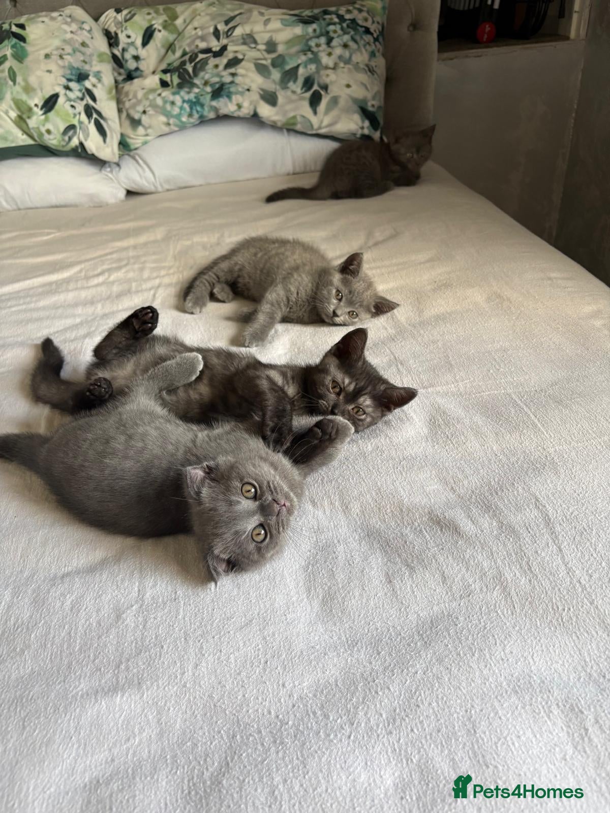 Scottish Fold cats 🐾4 Beautiful Scottish Fold Kittens🐾 - Advert 13