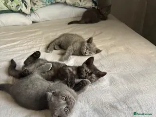 Scottish Fold cats 🐾4 Beautiful Scottish Fold Kittens🐾 - Advert 13