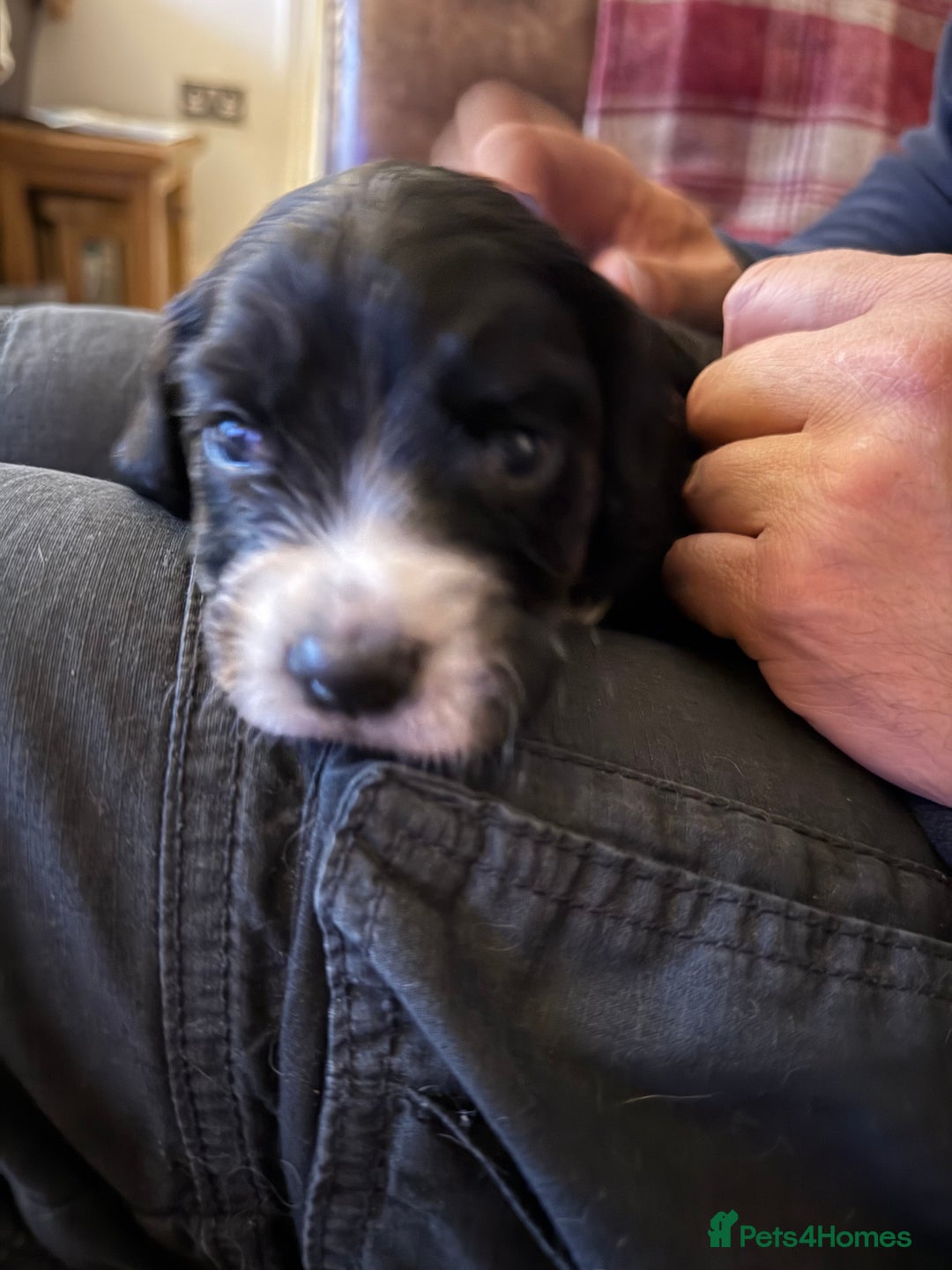 Sprocker dogs for sale: Beautiful Sprocker Spaniel pups - Image 5