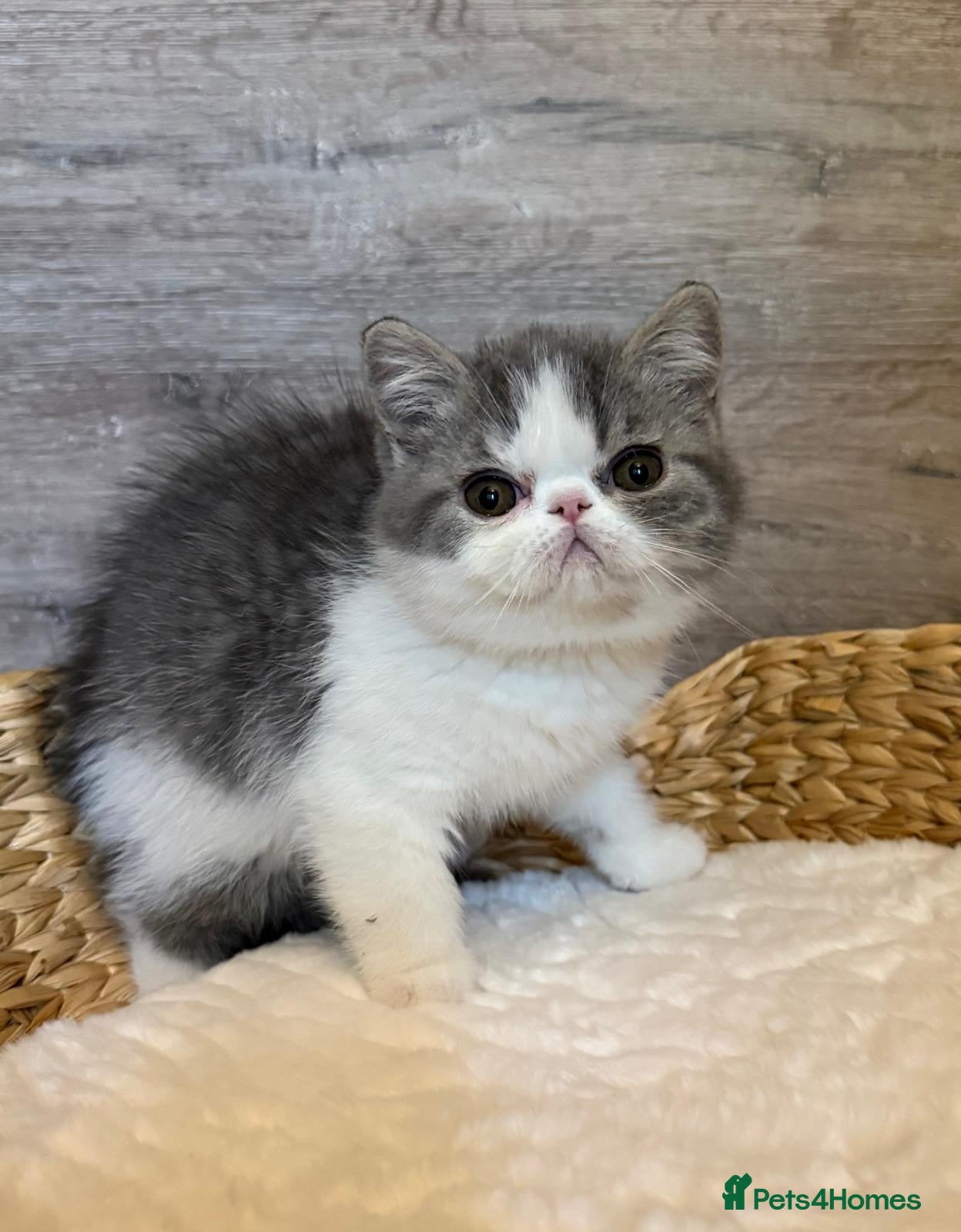 Exotic cats Outstanding Exotic Shorthair Kittens - Advert 14