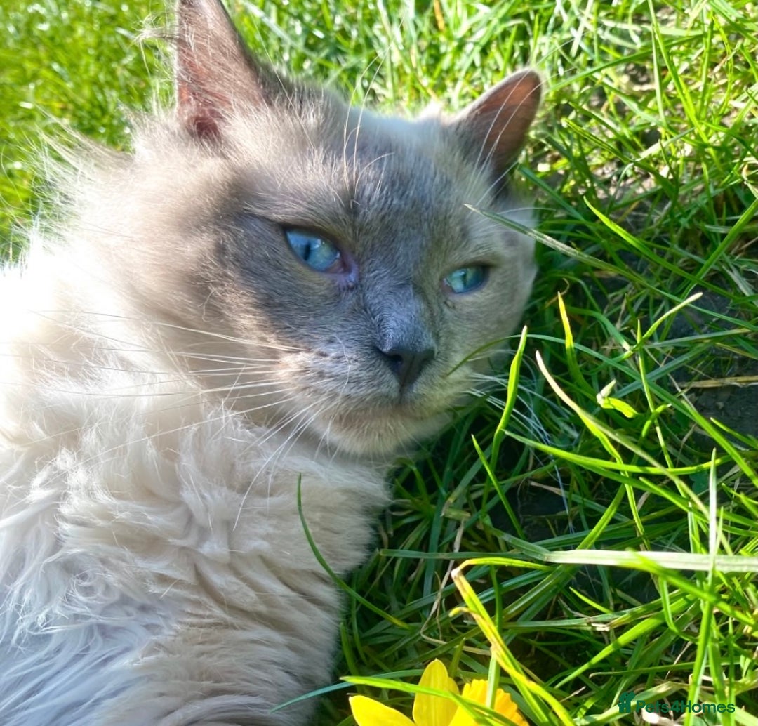 Ragdoll cats for sale: Friendly Male ragdoll for sale  - Image 3