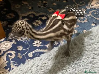 Emus poultry Emu Chick - Advert 5