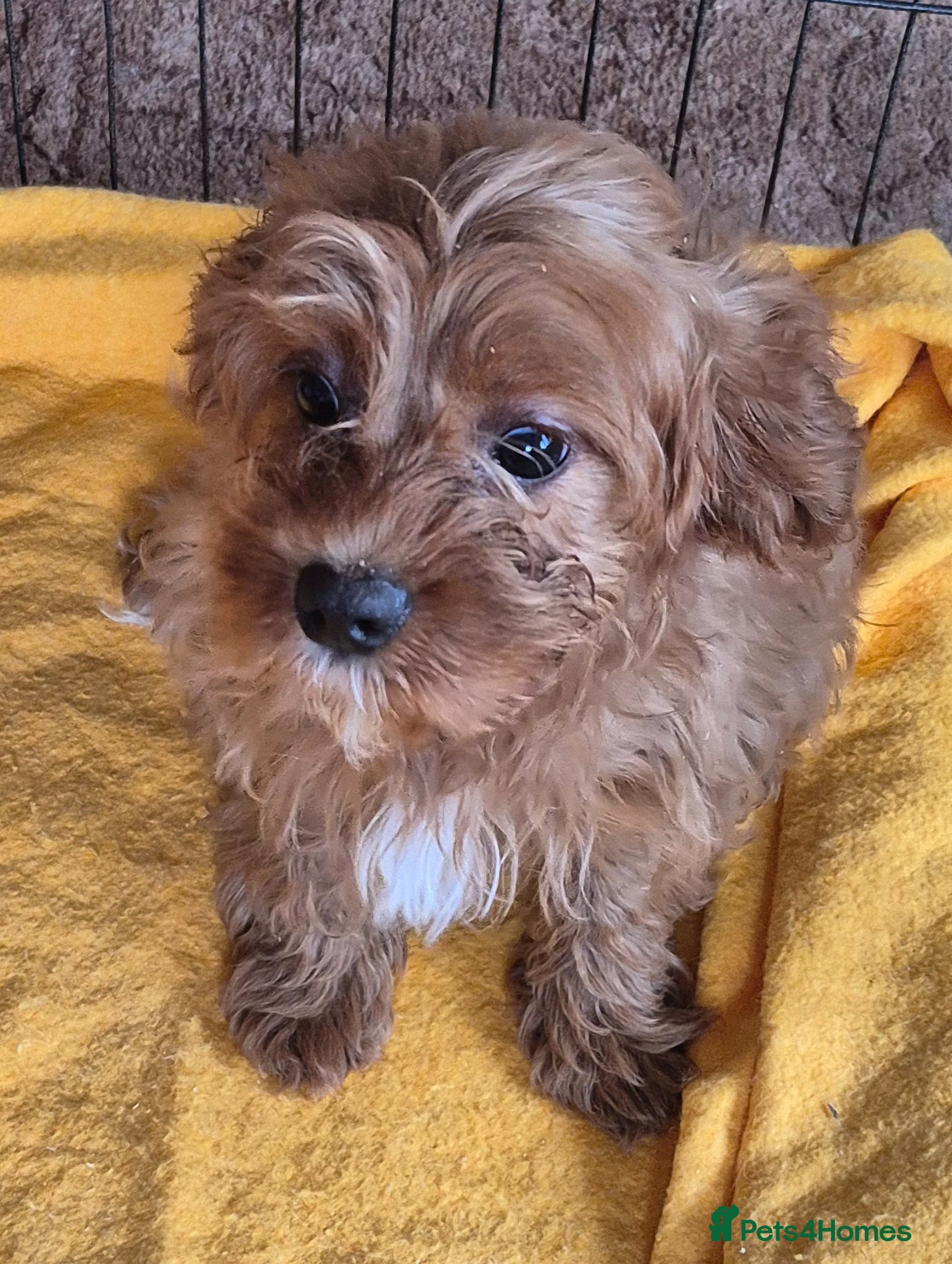 Cavapoo dogs for sale: Beautiful red apricot Cavapoo boy - Advert 3