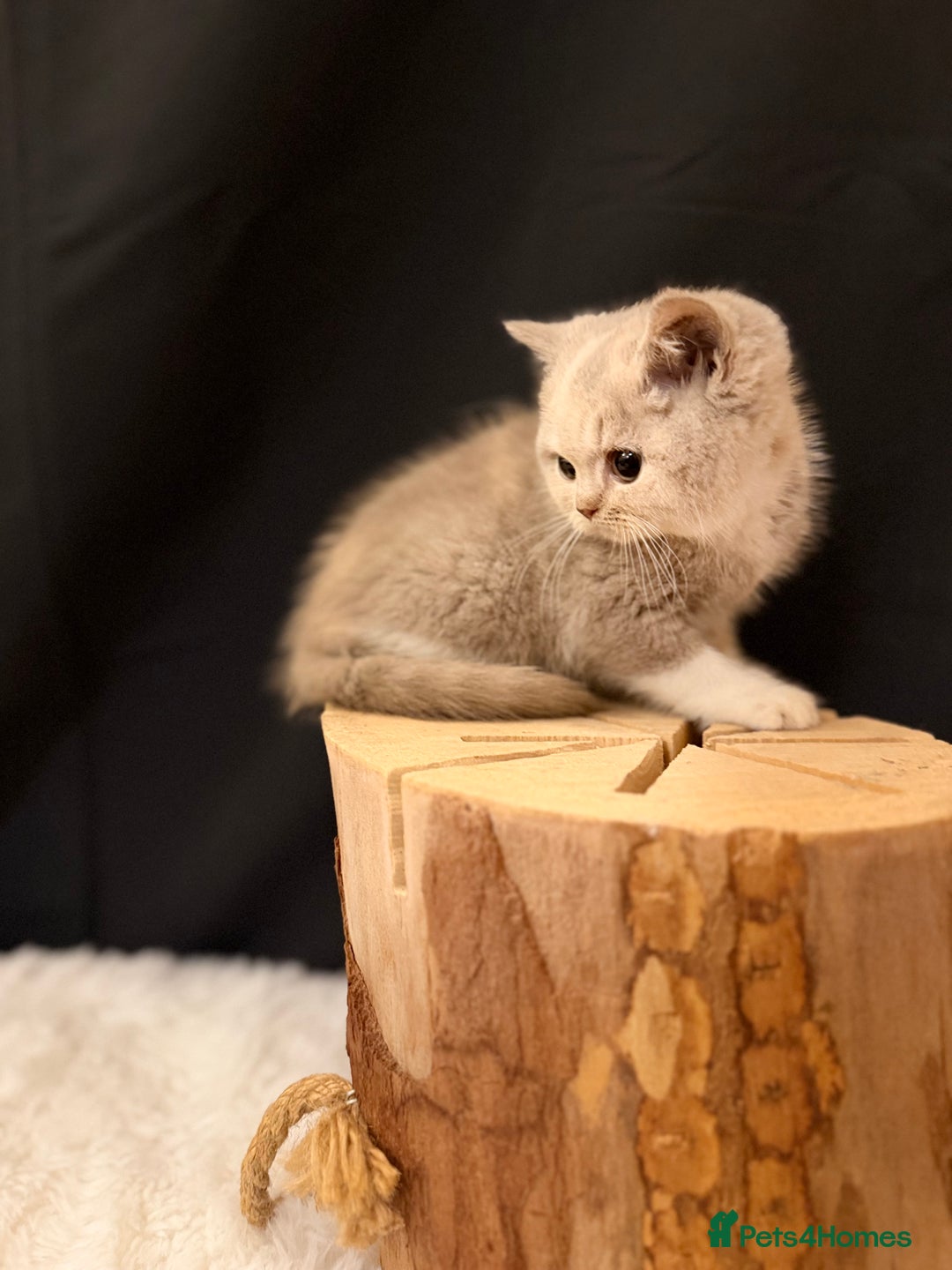 British Shorthair cats for sale: Full Pedigree Registered BSH - Advert 6