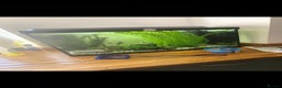 Frog reptiles for sale: 2 gorgeous fish tank frogs and a fish cleaner - Advert 3