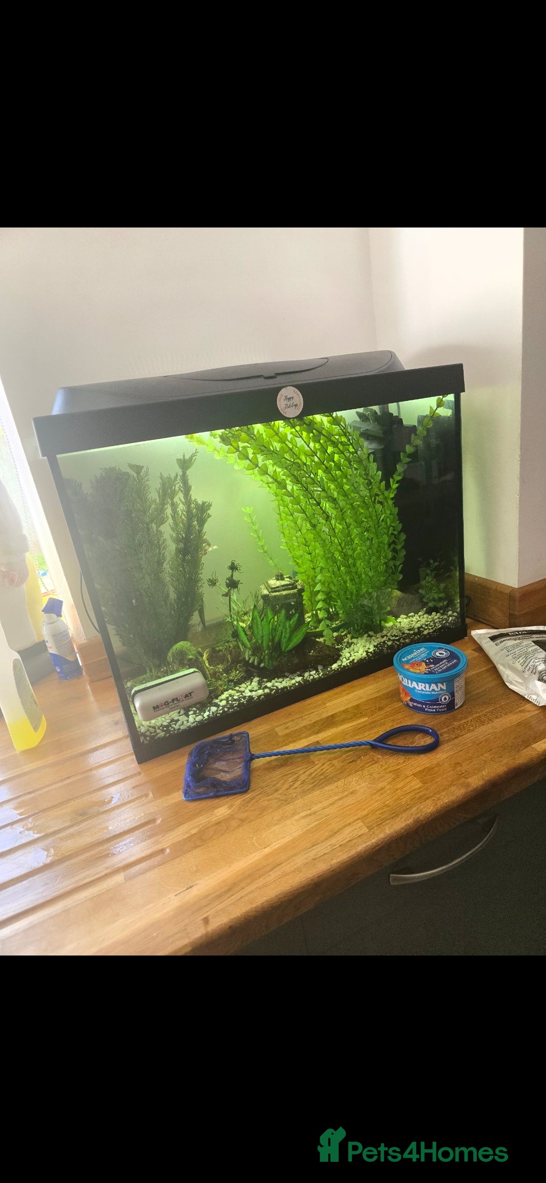 Frog reptiles for sale: 2 gorgeous fish tank frogs and a fish cleaner - Advert 3