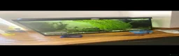 Frog reptiles for sale: 2 gorgeous fish tank frogs and a fish cleaner - Advert 3