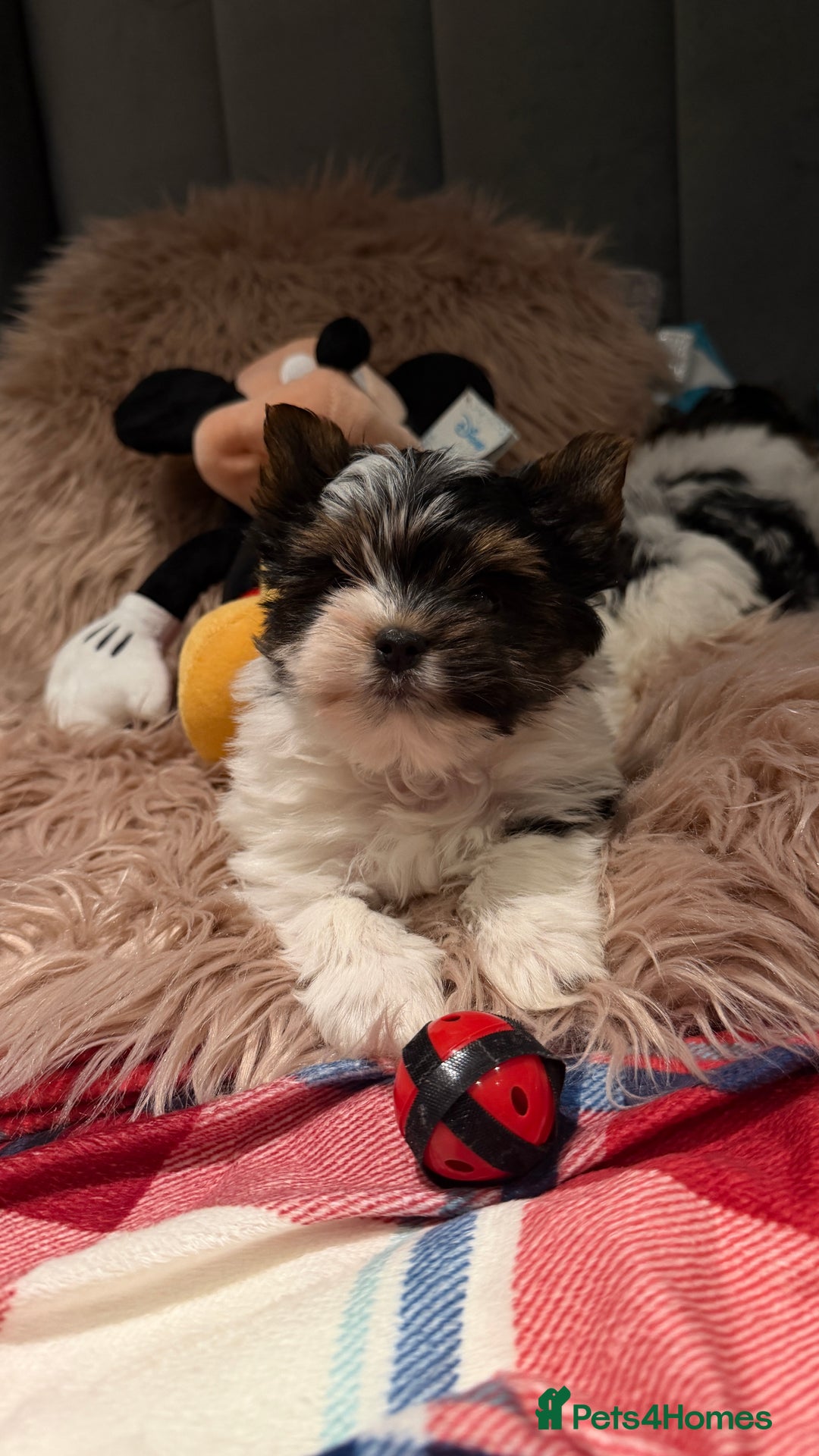 Biewer Terrier dogs for sale: Beautiful boys Biewer ready now  - Advert 14