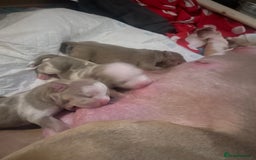 American Bully dogs for sale: Beautiful litter of pocket bullies  - Image 10