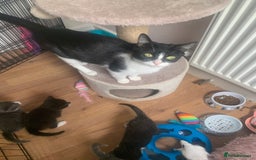 Mixed Breed cats for sale: Beautiful kittens.  - Image 10