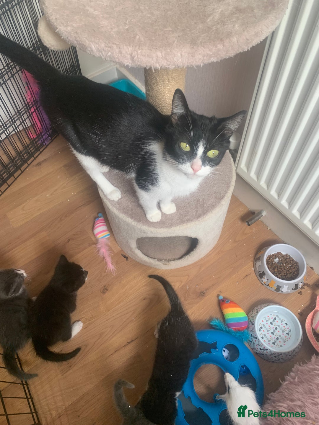 Mixed Breed cats for sale: Beautiful kittens.  - Image 10