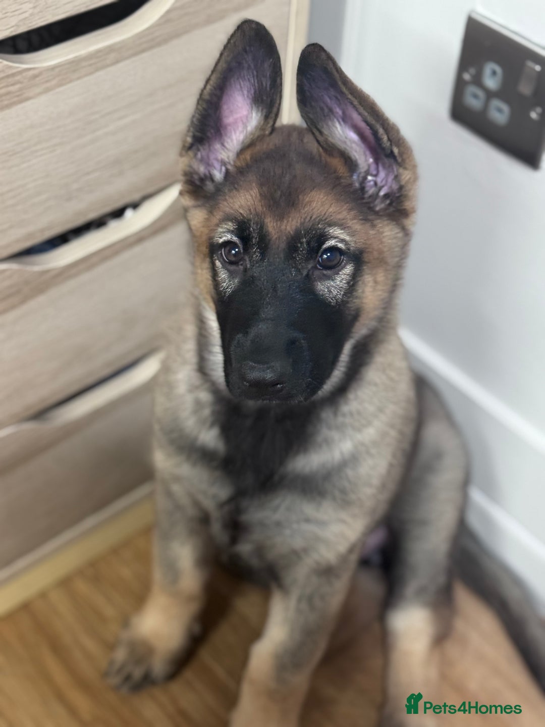 German Shepherd dogs for sale: 9 week old German shepherd puppy  - Advert 3