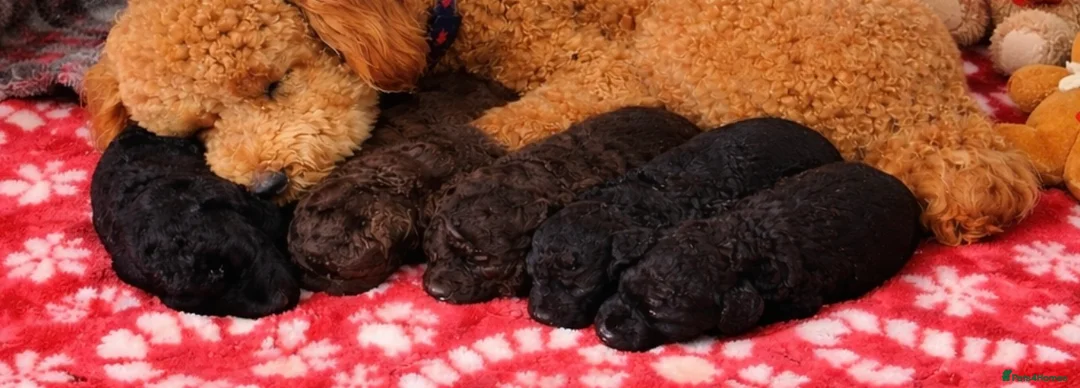 Aussiedoodle dogs for sale: LAST PUP! MINI AussieDoodle Pup 💙💙 - Advert 6