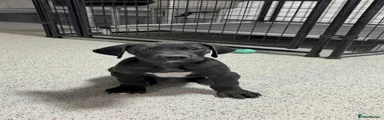 Great Dane 2