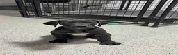 Great Dane dogs for sale: Beautiful Female Great Dane Puppy - Advert 2