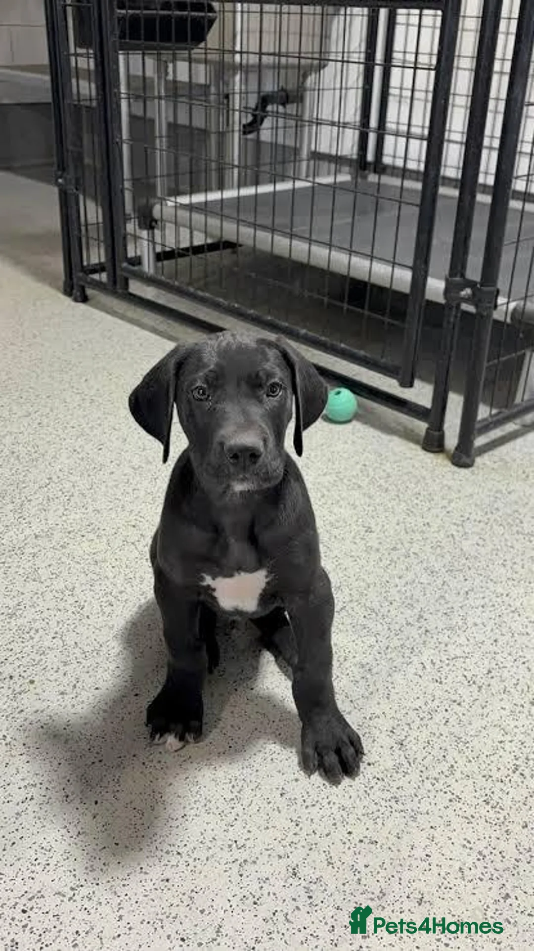 Great Dane dogs for sale: Beautiful Female Great Dane Puppy - Advert 2