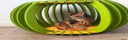 Abyssinian cats for sale: 🎖🏆🏅last 2 Abyssinian kittens  - Advert 21
