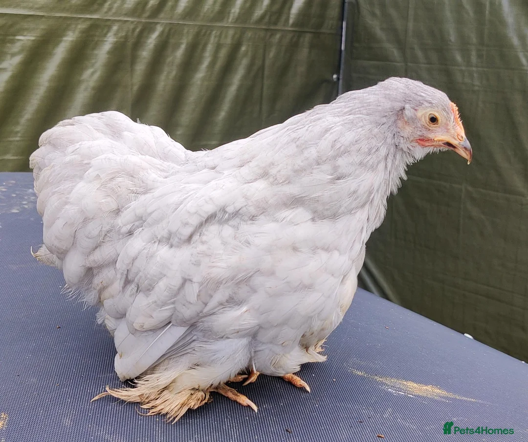 Chickens poultry for sale: Lavender Pekin Bantams - Advert 1