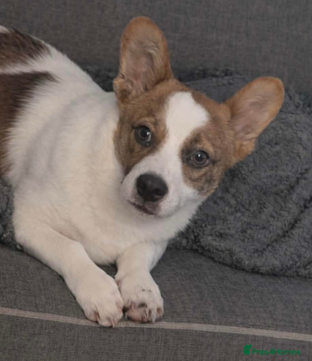 Mixed Breed dogs for adoption: 💕 Weetabix 💕 - Advert 2