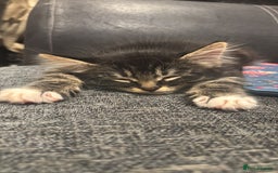 Mixed Breed cats for sale: Mixed tabby long fur - Image 3