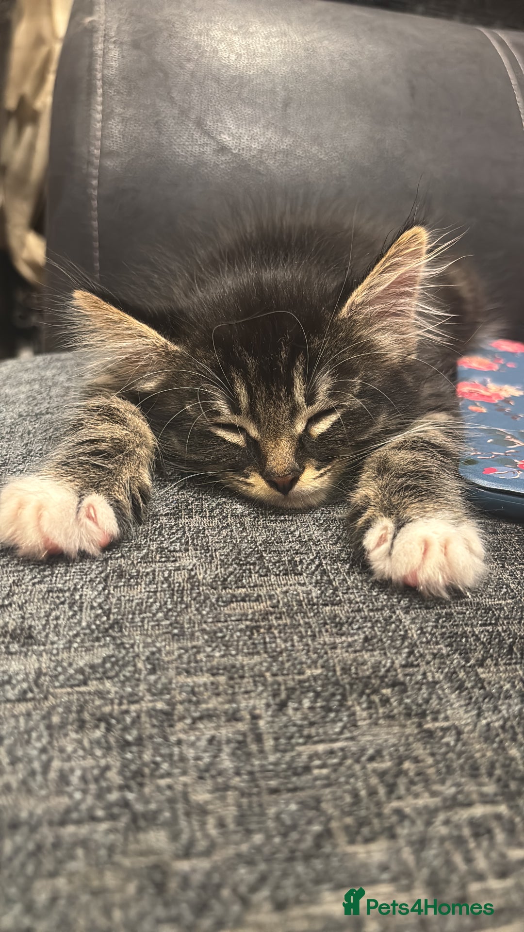 Mixed Breed cats for sale: Mixed tabby long fur - Image 3