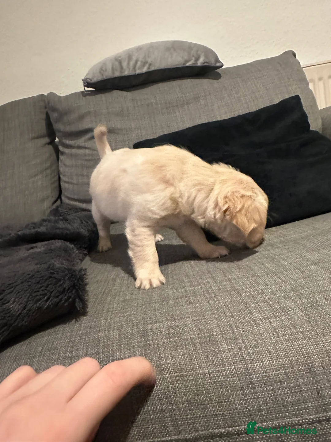 Mixed Breed dogs for sale: Puppies - Advert 8