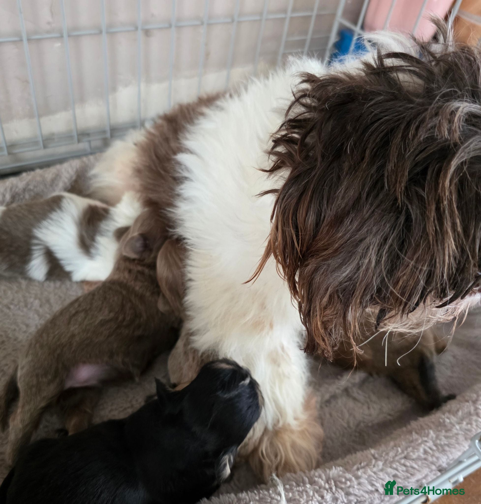 Shih Tzu dogs Amazing imperial shih tzu puppies  - Advert 2