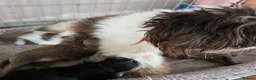 Shih Tzu dogs for sale: Amazing imperial shih tzu puppies ready now - Advert 20