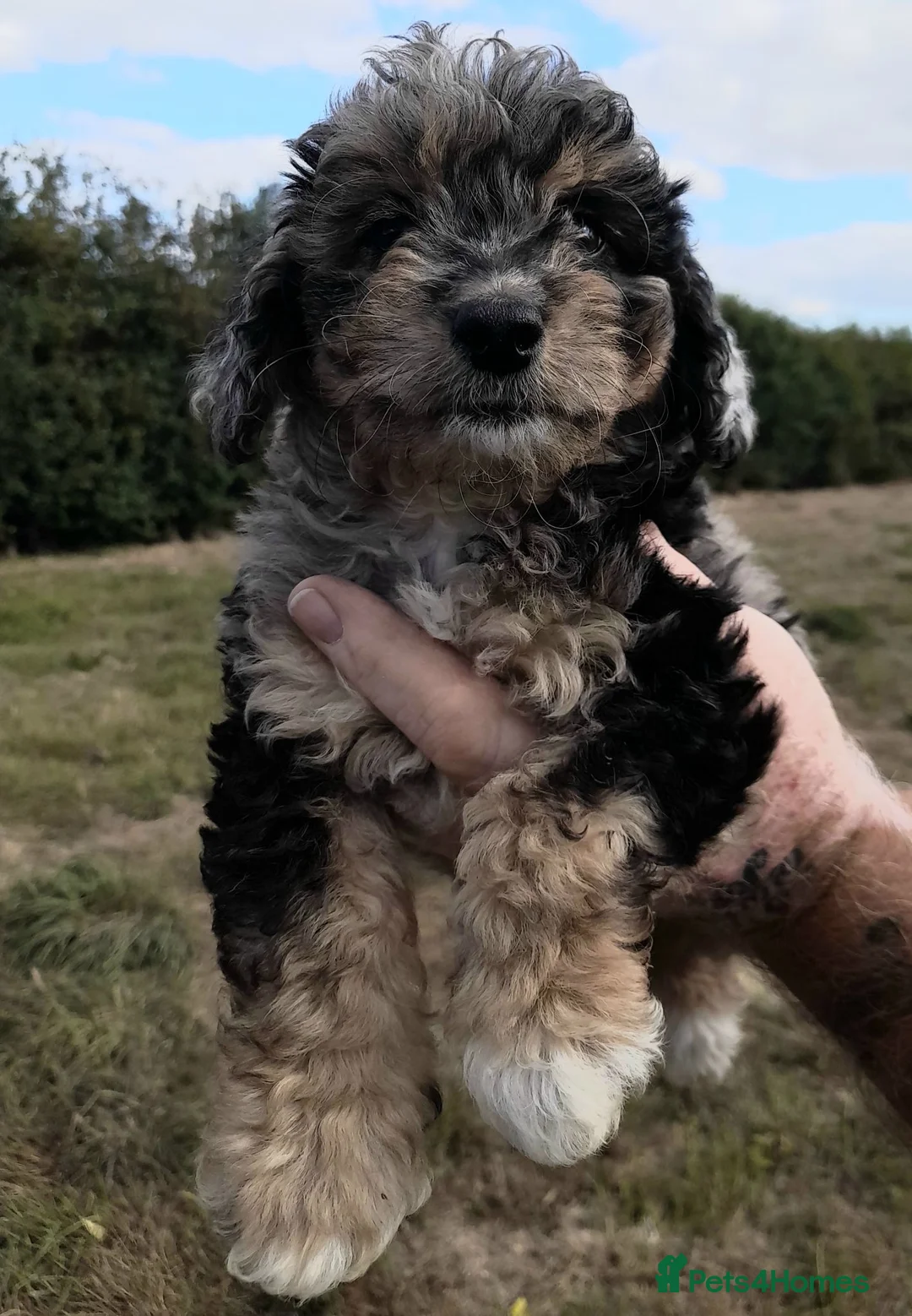 Jackapoo dogs for sale: Jackapoo pups  - Advert 2