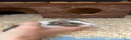 Guinea Pig rodents for sale: Baby boy guinea pigs for sale - Advert 5