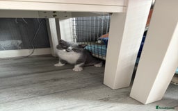 British Shorthair cats for sale: Beautiful gccf British short hair kittens  - Image 25