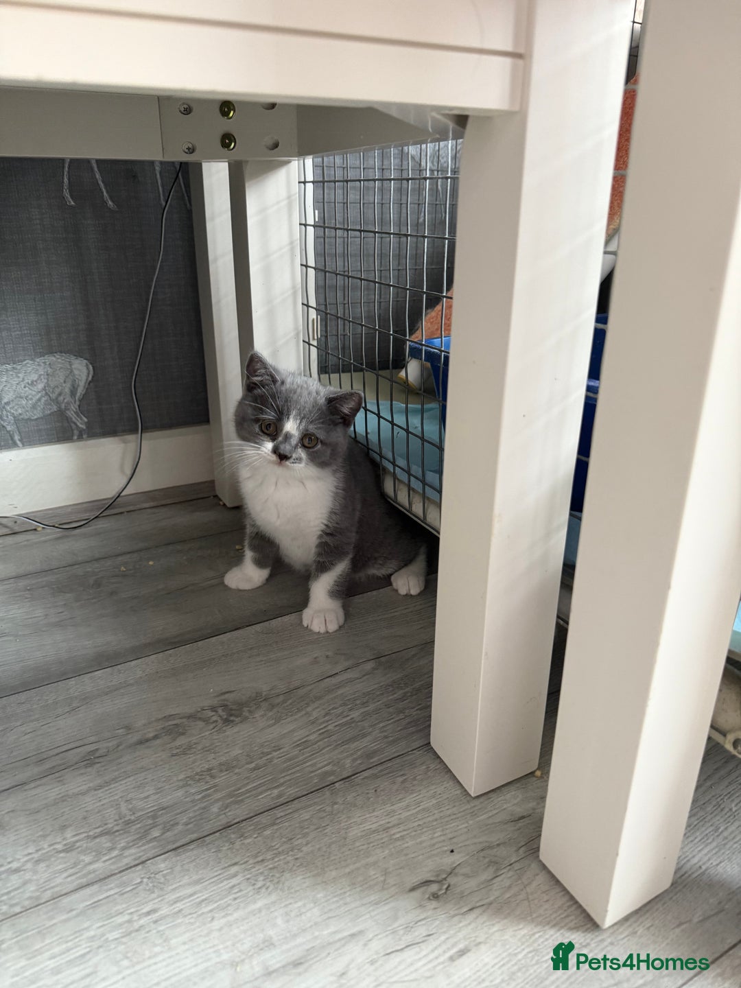 British Shorthair cats for sale: Beautiful gccf British short hair kittens  - Image 25