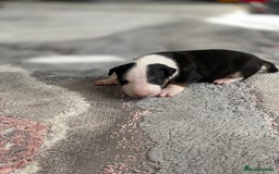 English Bull Terrier dogs for sale: English bull terrier puppy’s  - Image 29