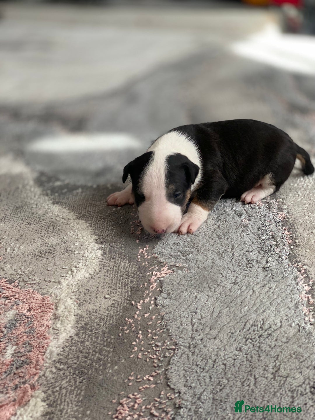 English Bull Terrier dogs for sale: English bull terrier puppy’s  - Image 29