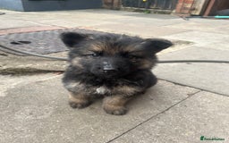 German Shepherd dogs for sale: Ready to leave 🐾 GSD Puppies - Image 22
