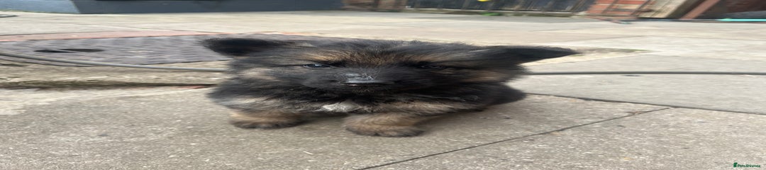 German Shepherd Puppy 7