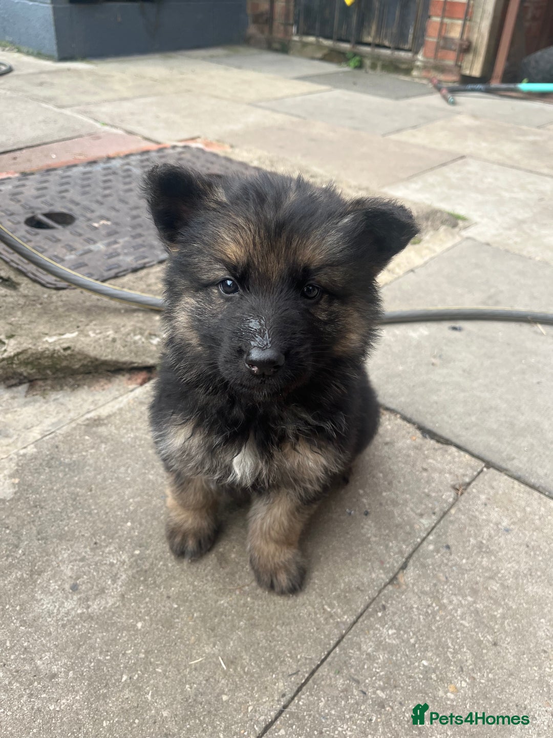German Shepherd dogs for sale: Ready to leave 🐾 GSD Puppies - Image 22