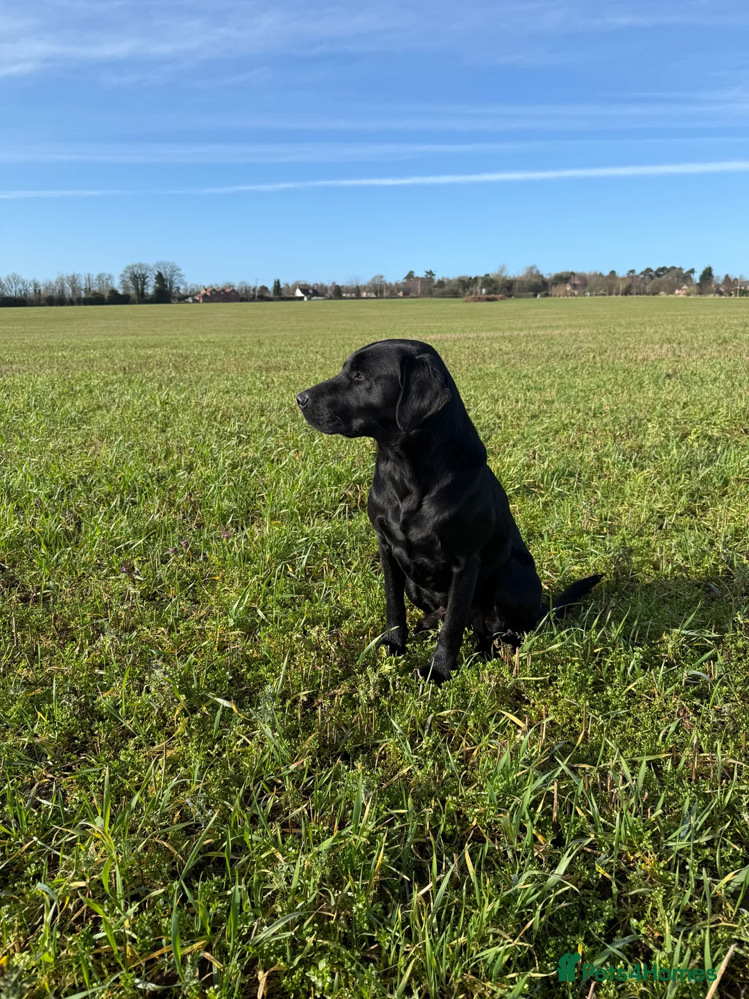 Labrador Retriever dogs for stud: For stud  in Market Drayton - Advert 10