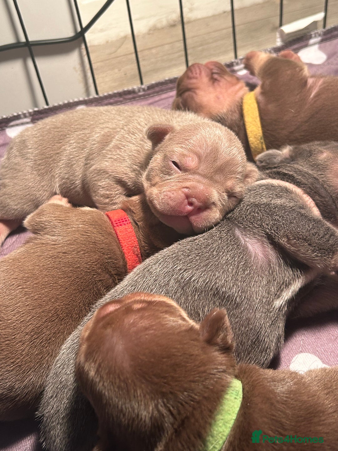 French Bulldog dogs for sale: Outstanding Frenchie’s!! Ready to go in 1 week - Image 6