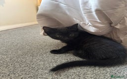 British Shorthair cats for sale: Kitten ready for forever homes  - Image 4