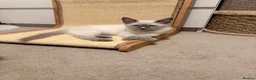 Ragamese cats for sale: Beautiful Ragamese kittens - Advert 20
