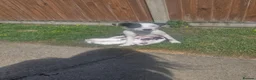 Jack Russell dogs for sale: Beautiful Jack Russell Puppies - Advert 8