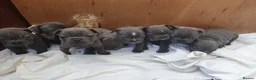 French Bulldog dogs for stud: French Bulldog stud in London - Advert 12